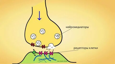 Рецепторы