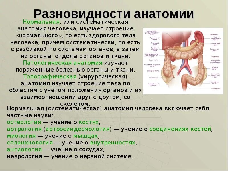 Класс анатомии. Разделы анатомии человека. какая бывает анатомия. презентация по анатомии.