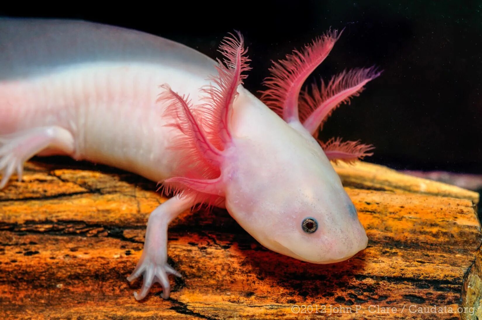 Животное похожее на ящерицу. Аксолотль личинка амбистомы. Аксолотль альбинос. Мексиканская саламандра аксолотль. Тритон аквариумный аксолотль.