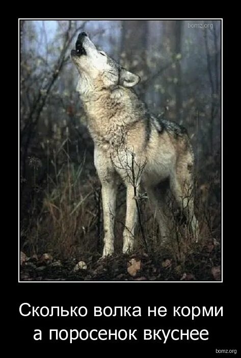 Пословица сколько волка не корми. Волк демотиватор. Шутки про волка. Волк прикол. Шутки про Волков.