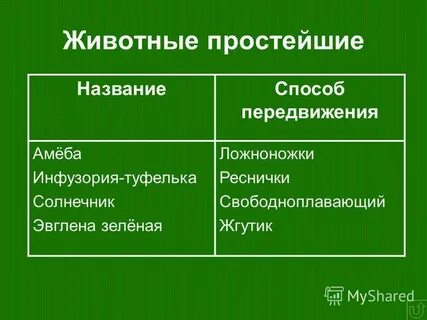 Типы передвижения простейших