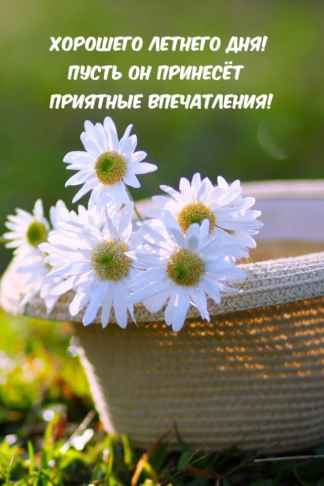 Хорошего летнего дня со смыслом. Ромашка цветы. доброго дня летнего ромашки. открытки с ромашками. прекрасного летнего дня и хорошего настроения.