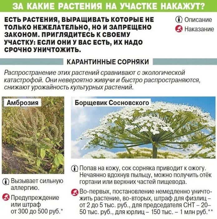 Какие растения нельзя выращивать