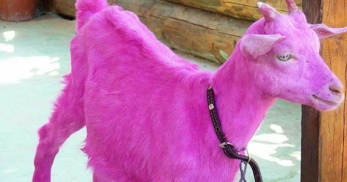 Почему собаки розовые. Крашеные собаки. Розовая собака. Собака с розовой шерстью. Животные с крашенной шерстью.