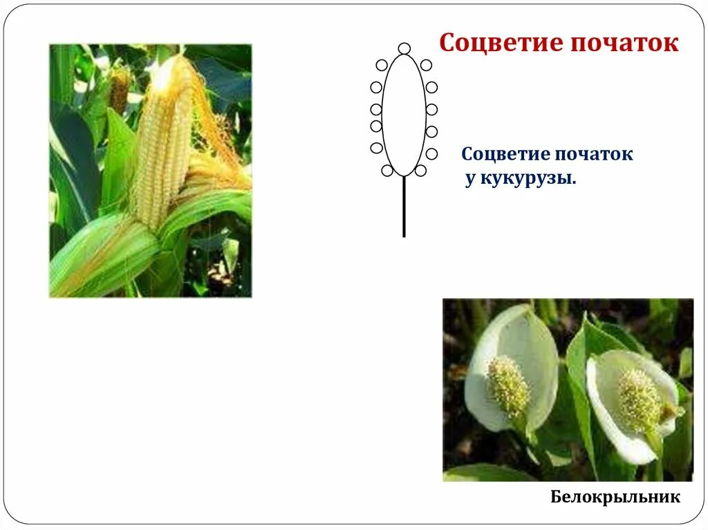 Простой початок. Соцветие початок. Цветы с соцветием початок. Кукуруза соцветие початок. Строение початка.