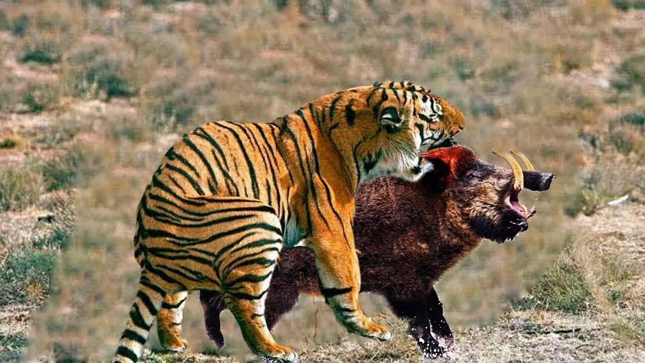 Лев против тигра. Тигр против ягуара. Тигр сильнее. Тигры против Львов.