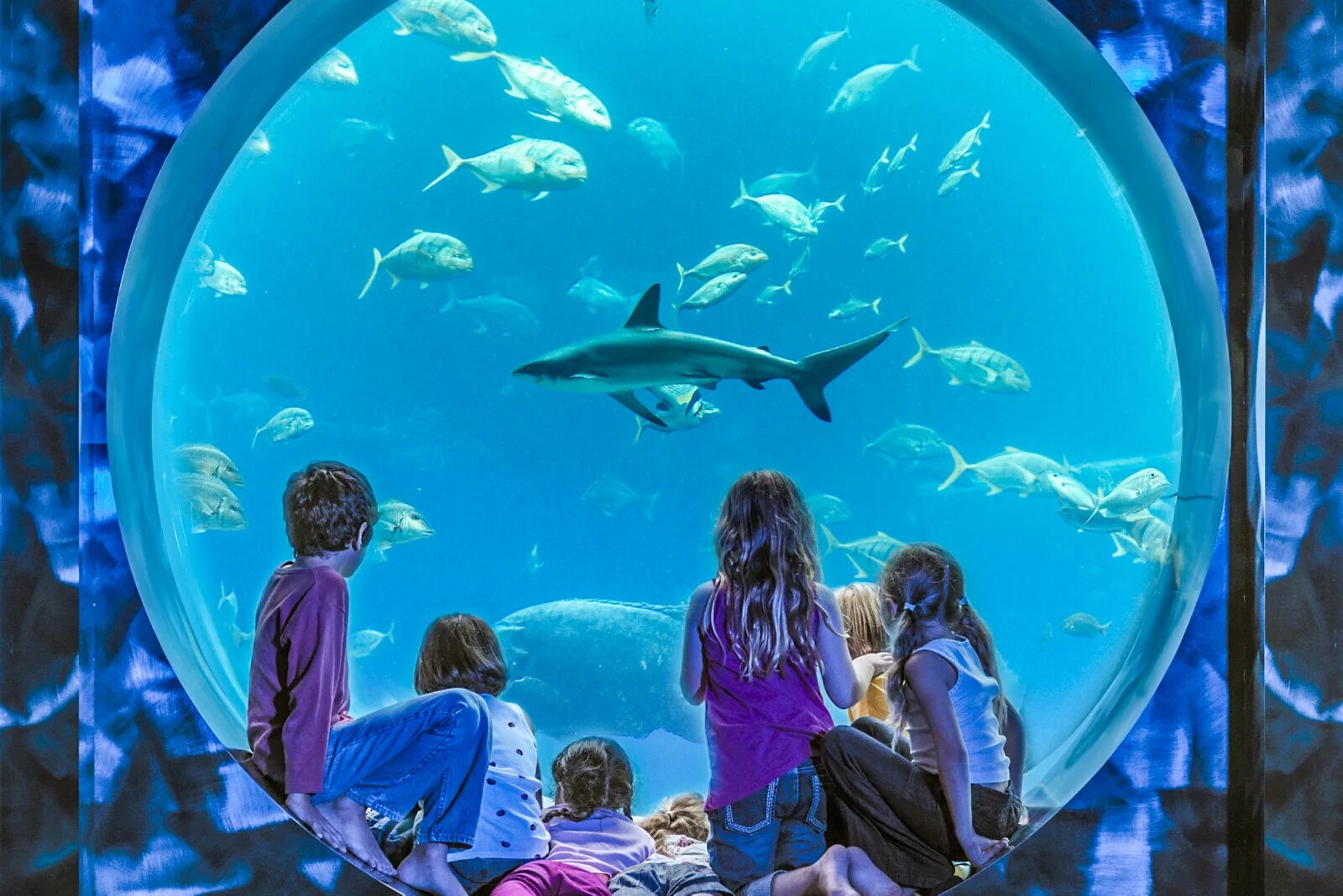 Семья в океанариуме. Дети в океанариуме. Брайтонский аквариум (sea life centre). Семья в океанариуме. Семья в океанариуме.