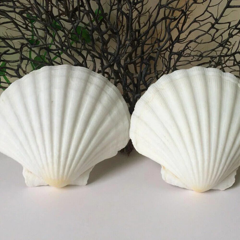 Scallop Shell раковина. Морской гребешок Ракушка. Раковина Conch Shell. Гребешок моллюск раковина.