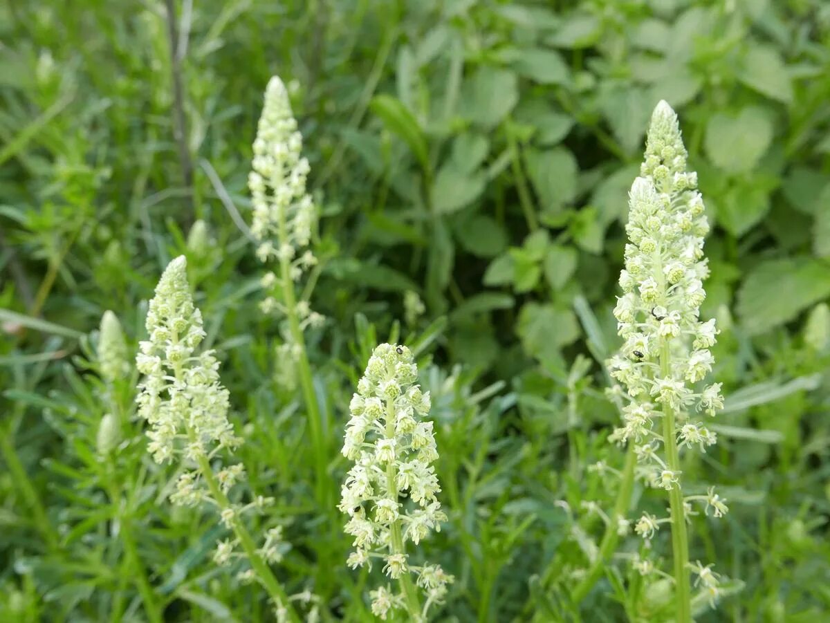 Резеда душистая. Reseda odorata. Цветок Резеда душистая. Резеда Хавская Гавриш. Слушать резеду