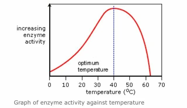 Temperature graph. Enzymes and temperature. temperature increase ребенка. increase temperature. graph to show the effect of temperature on enzyme activity in humans.
