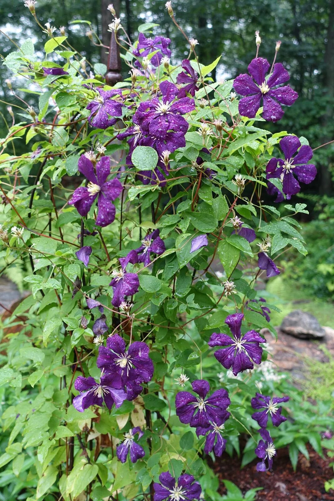 Клематис Этуаль Виолет. Клематис etoile Violette. Клематис Этойл Вайлет (etoile Violette). Клематис Этуаль Виолет Clematis etoile Violette. Этуаль виолет