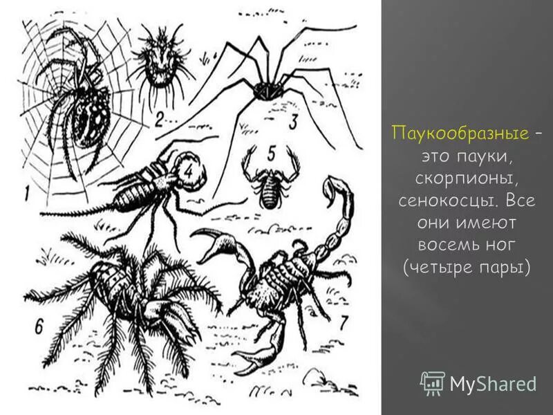 Скорпион лейрус. Скорпион относится. Скорпион это паукообразные или ракообразные. Краткая информация о скорпионе. Стрипедтальский скорпион.