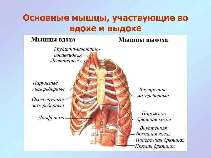 При выдохе сокращается диафрагма