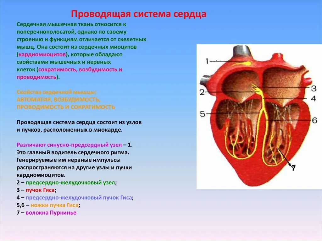 Сердечная строение и функции. Проводящая система сердца ее структуры и характеристика. К проводящей системе сердца не относится. Проводящая система сердца образована тканью. Сердце строение пучок Гиса анатомия.