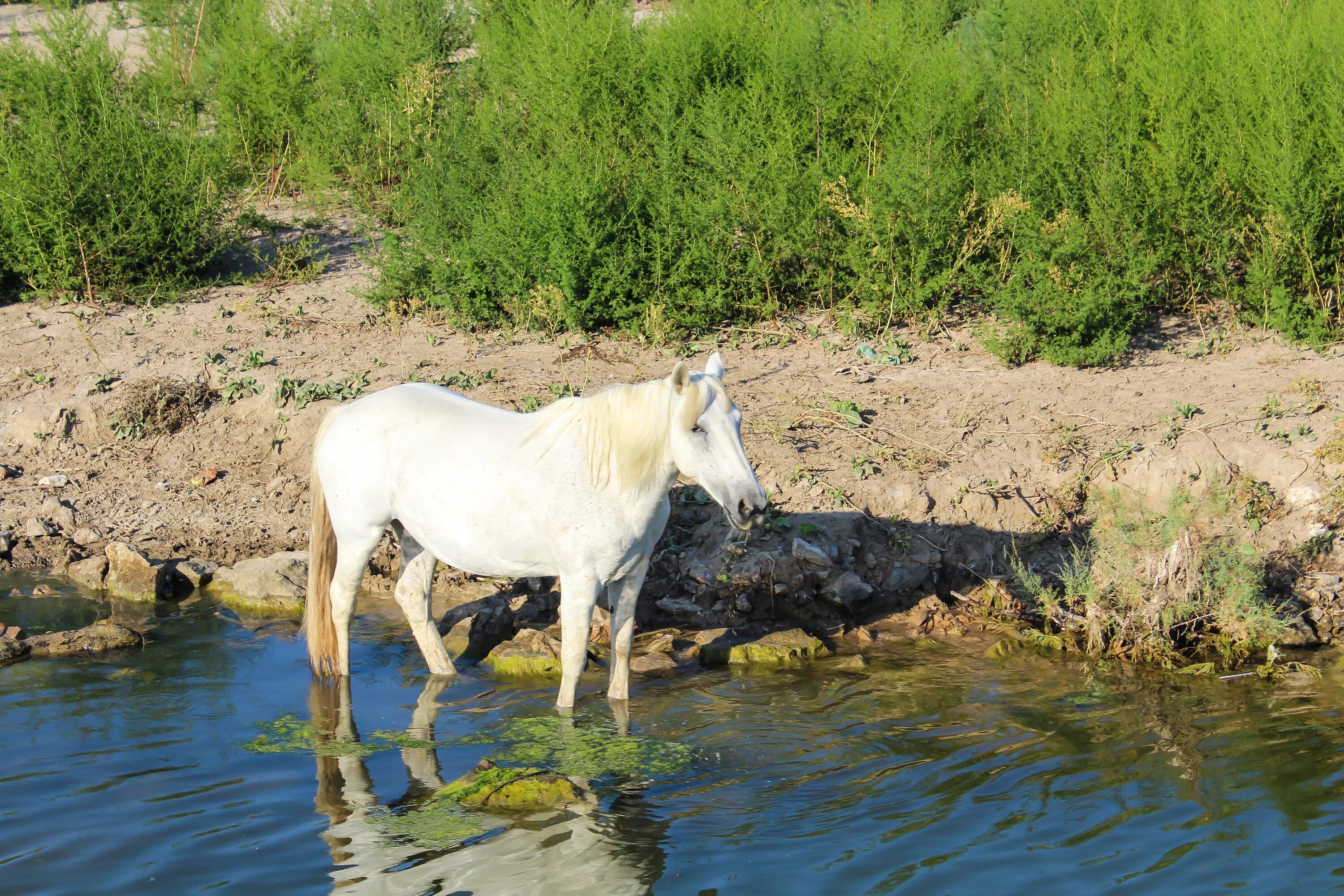 Лошадь пьет воду. Дикие лошади Камаргу. Дикие лошади в природе. Водяная лошадь. Лошади на природе.