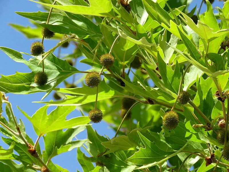 Что такое чинара. Платан Восточный (Чинар). Platanus orientalis. Платан Восточный дерево. Платан Чинара плод.