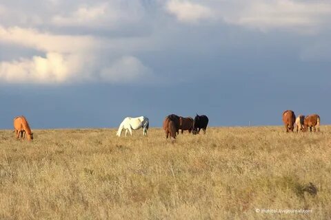 Как можно улучшить проживание в степи