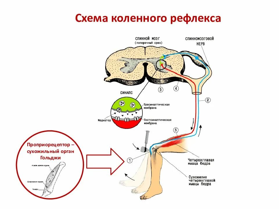 Рефлекс среднего мозга схема. Рефлекторная дуга спинного мозга. Схема рефлекса спинного мозга. Рефлекторная дуга коленного рефлекса.