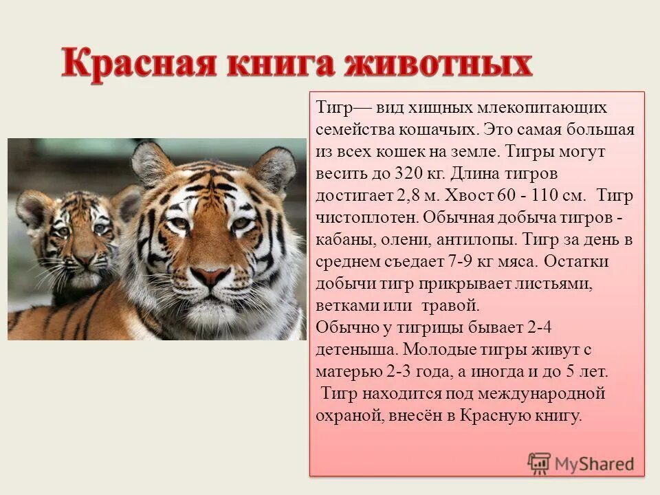 Какая длина тигра