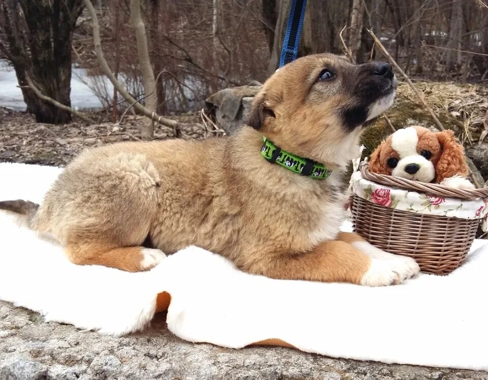 домашние животные для детей. животные. бездомные животные. потеряшки рязань животные. забота о животных потеряшки.