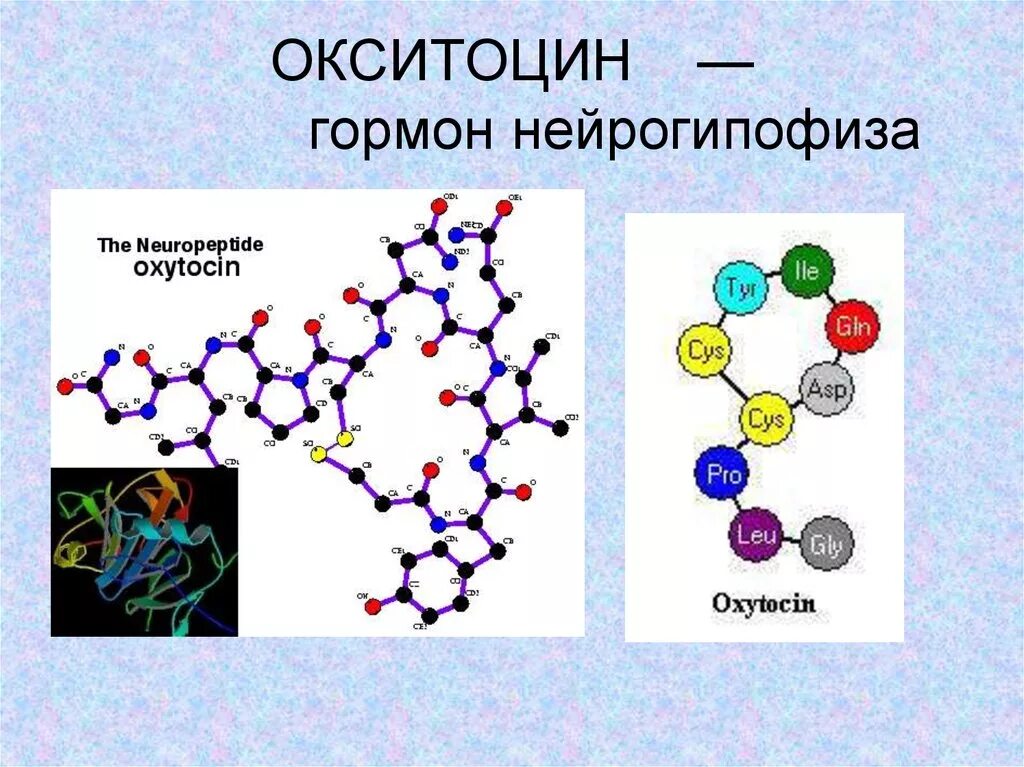 Выработка окситоцина. Окситоцин гормон. Окситоцин строение и функции. Химическая структура гормонов окситоцин. Гормон окситоцин рисунок.