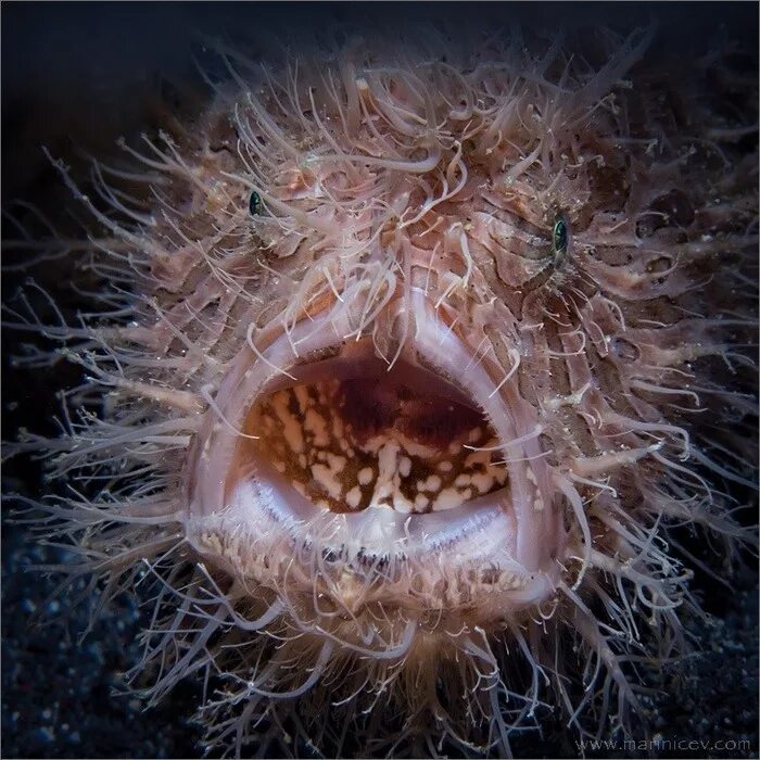 крот звездонос. североамериканский звездочёт. меланоцет джонсона горбатый морской черт. изоподы паразиты креветок. тихоходка (tardigrada).