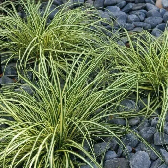 Осока (carex) эверголд. Carex oshimensis 'evergold'. Осока охименская. Осока охименская. Осока морроу вариегата.