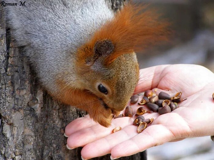 белочка лечение. белка лечится. смешные белки. белка в самолете. белка спит.
