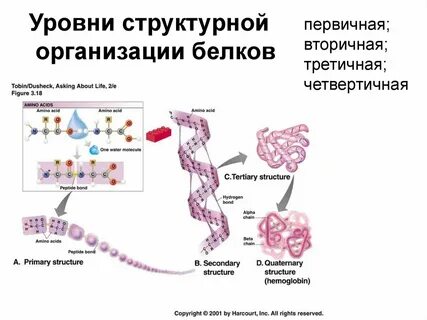 Сколько уровней структурной организации белков