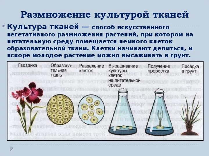 Формы вегетативного размножения 6 класс биология. Способы вегетативного размножения 6 класс биология. Вегетативное размножение культурных растений 6 класс биология. Вегетативное размножение растений 6 класс биология прививка.