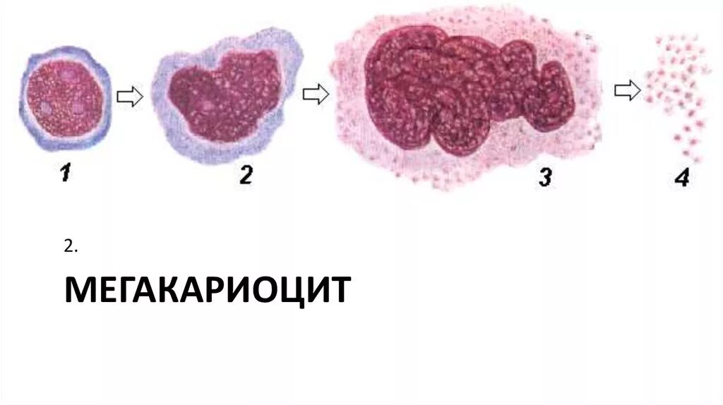 Мегакариоциты красного мозга. Красный костный мозг гистология мегакариоцит. Мегакариоцит гистология. Мегакариоциты в костном мозге гистология. Мегакариоциты в костном мозге.