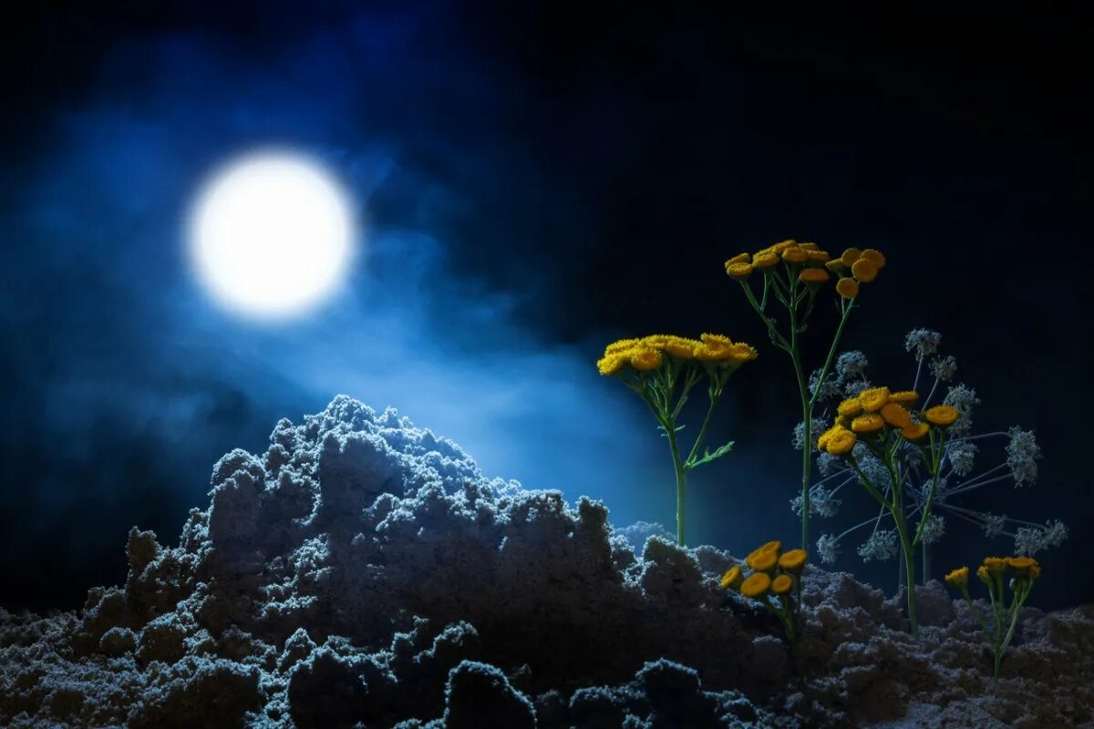 Цветная ночь. Цветы ночью. Лунная ночь. Красивые цветы ночью.
