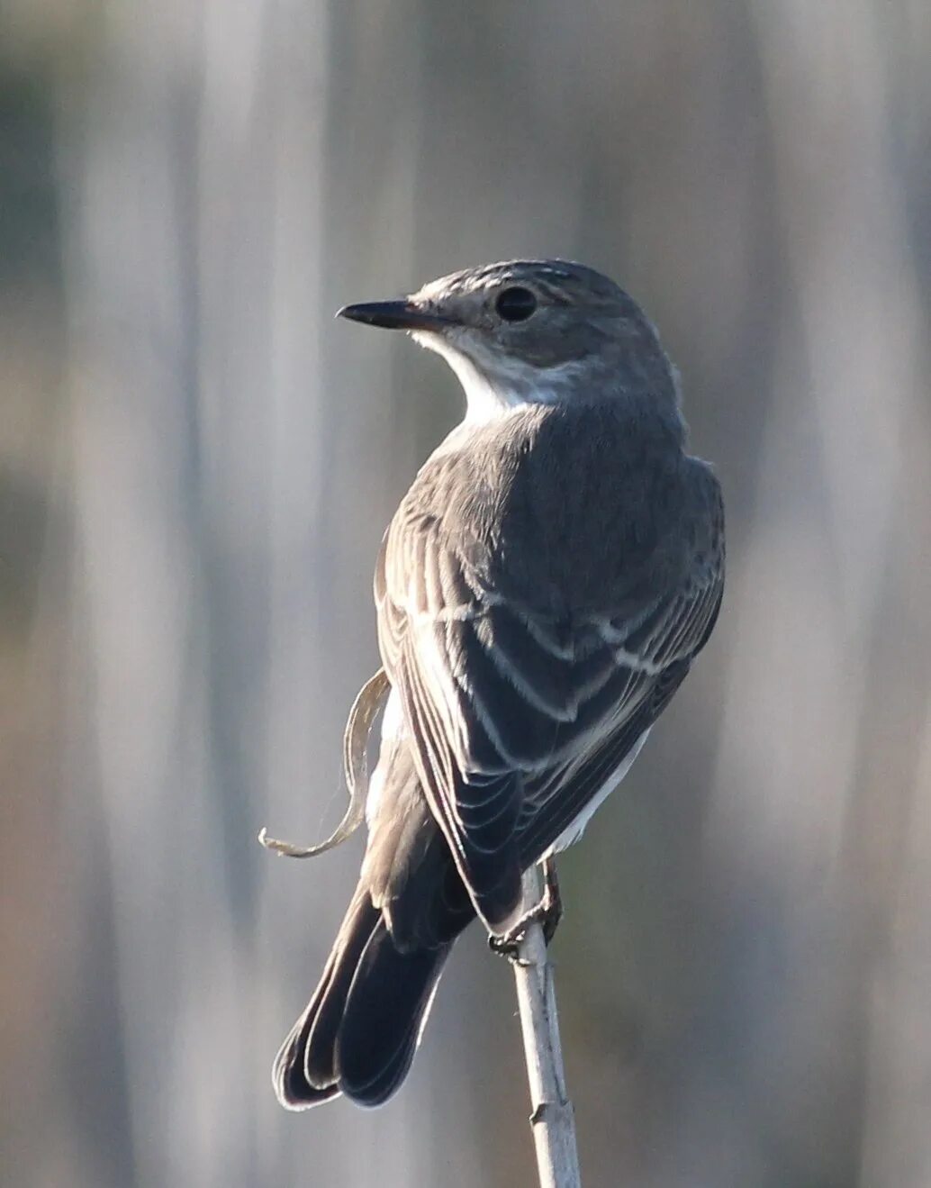 16 коробка серая птица. Мухоловка серая – Muscicapa striata (Pallas, 1764). Серая мухоловка (Muscicapa striata). Мухоловка птица черно белая. Серая мухоловка птица Волгоград.