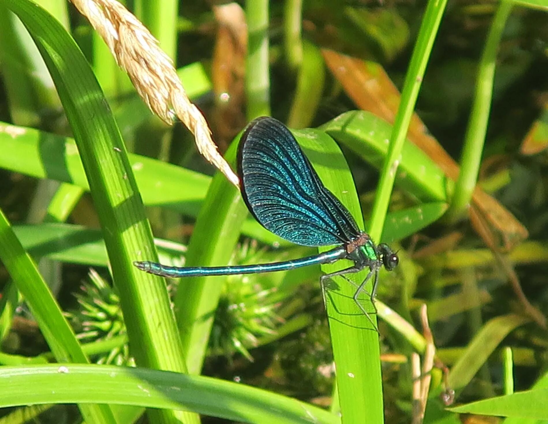 Стрекоза Calopteryx. Стрекоза Calopteryx Virgo. Calopteryx Virgo Linnaeus, 1758. Calopteryx Virgo l..