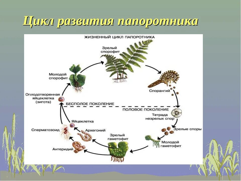 Гаплоидные споры папоротника на рисунке. Цикл развития папоротника. цикл развития щитовника. цикл развития щитовника мужского. цикл папоротника орляка.