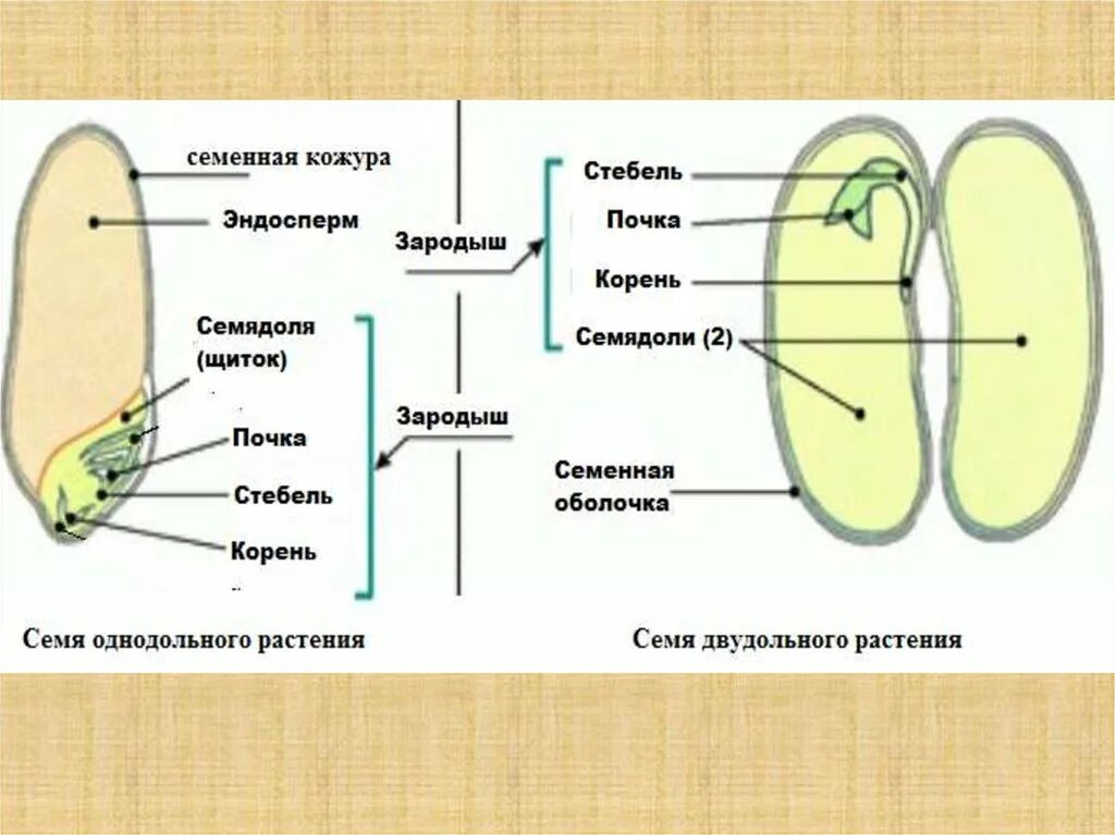 Семядоли это первые вегетативные почки зародыша. Строение семени покрытосеменных. Строение семядоли растений. Строение семени цветковых растений. Однодольные зародыш семядоля и.