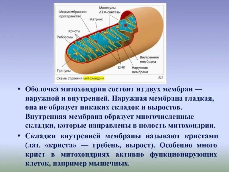 Строение митохондрии имеет 2 мембраны. Внешняя мембрана митохондрий. Складки внутренней мембраны митохондрий. Внутренняя мембрана митохондрий образует граны.