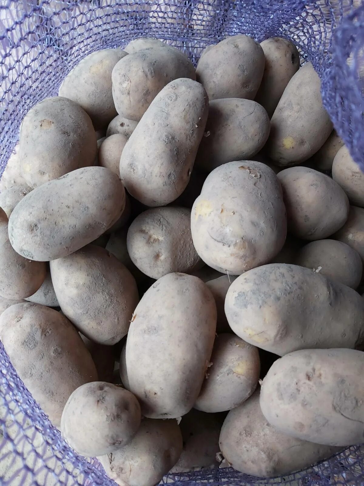 сорт картофеля вега. сорт вега. сорт картофеля вега. хорошая. десять сортов картофеля.