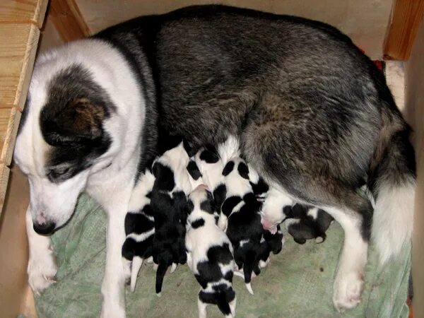 Родился один щенок в помете. Новорожденные щенки лайки.