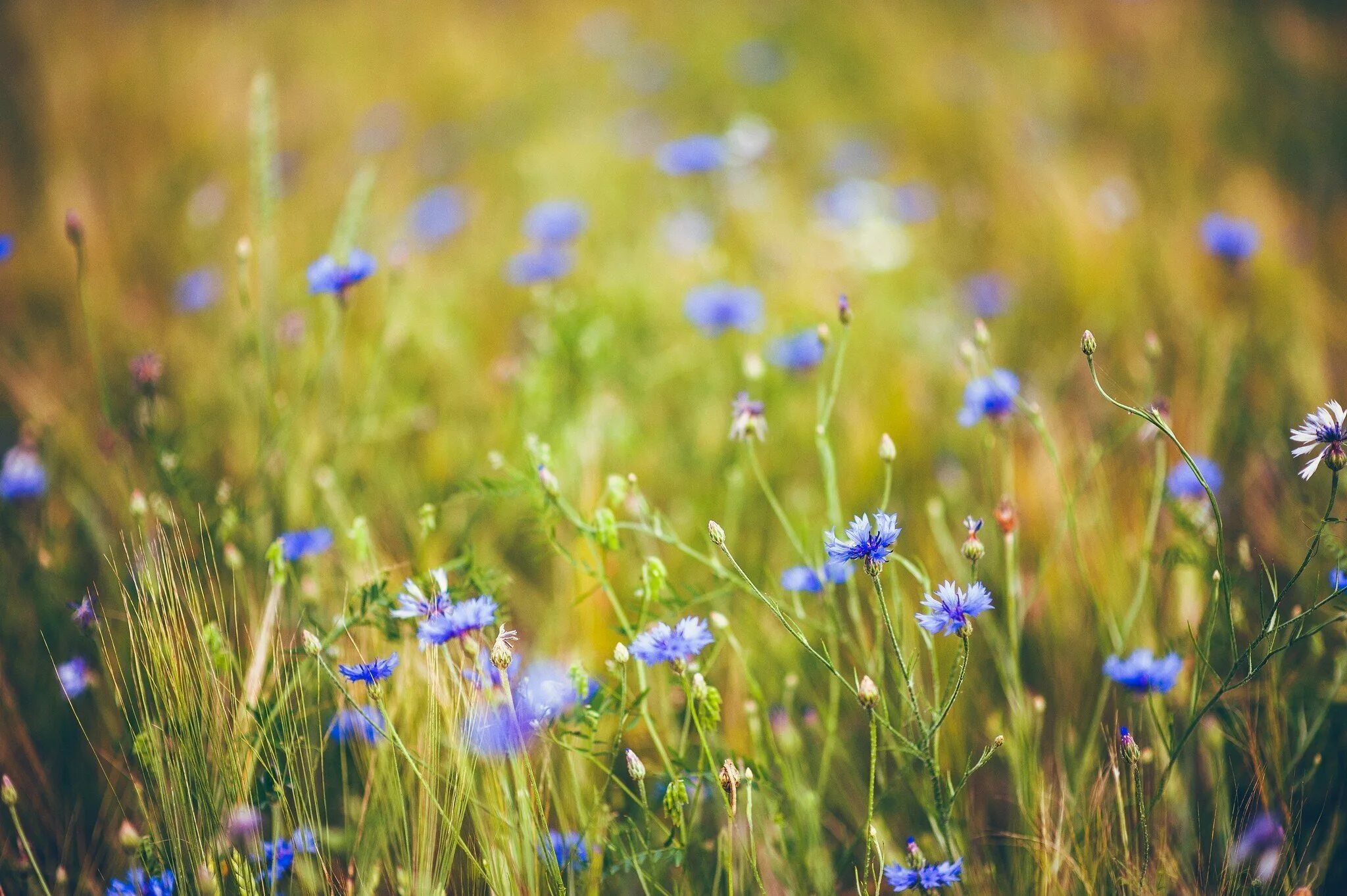 Полевые цветы. Луговые цветы. Поле с васильками. Голубые полевые цветы.