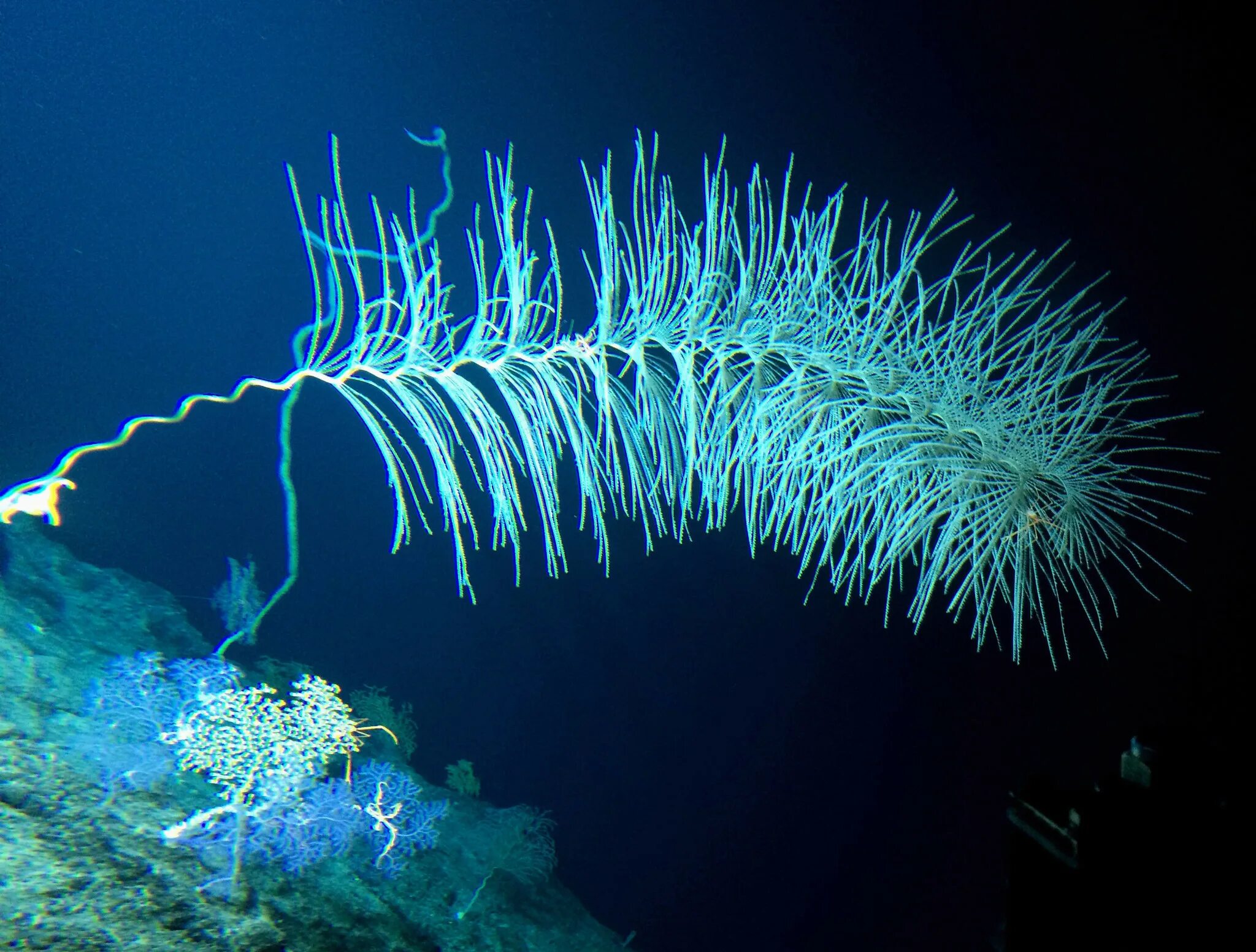 Формы дна океана. Глубоководные организмы. Обитатели дна океана. Обитатели океанского дна. Глубоководные обитатели океана.