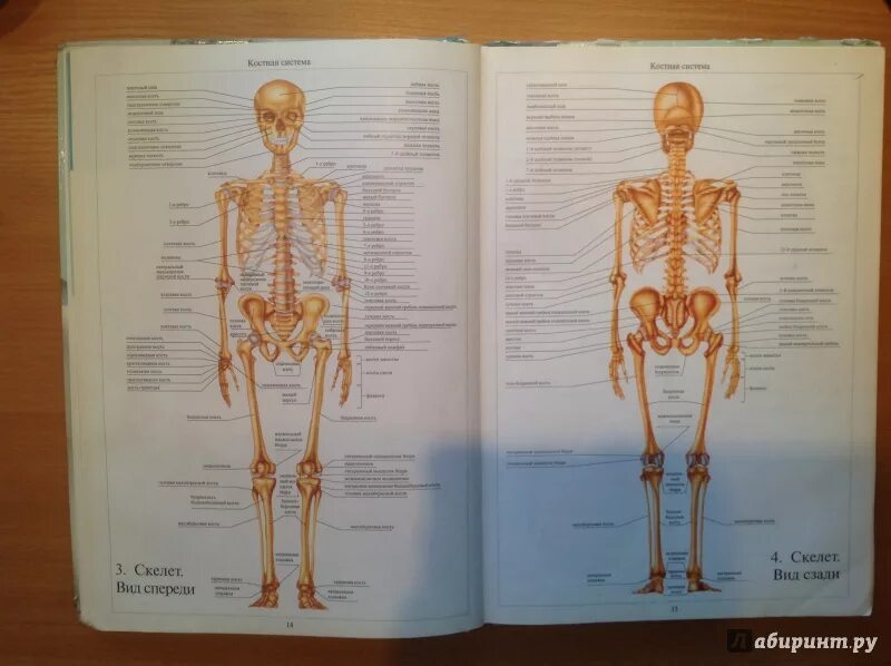 Анатомия человека 1. Анатомия человека костная система атлас. Атлас скелета человека. Анатомический атлас скелет. Атлас по анатомии скелет человека.