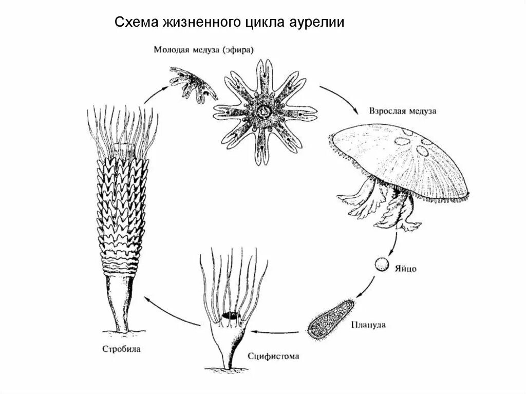 Стадия жизненного цикла медузы. Жизненный цикл медузы Аурелии. Жизненный цикл сцифомедузы Aurelia. Цикл развития сцифоидной медузы схема.