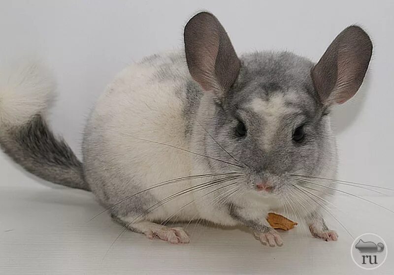 шиншилла характер