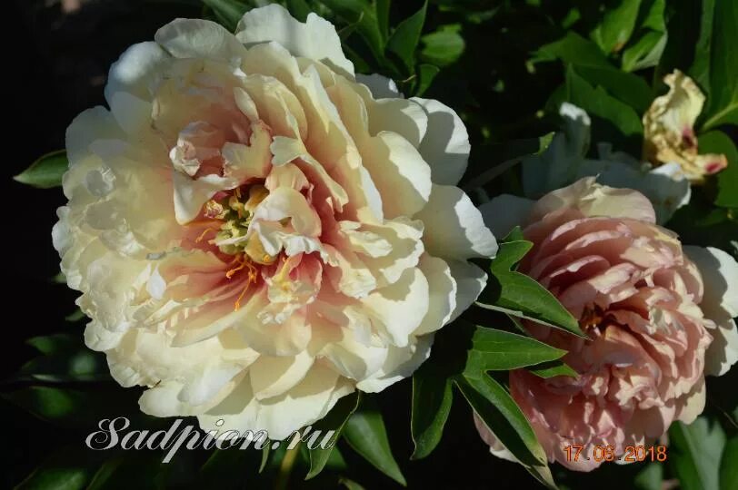 Пион (Paeonia Itoh Callies Memory). Пион Ито Callies Memory. Пион Callie's Memory. Пион Коллис Мемори (Ито). Пион мемори