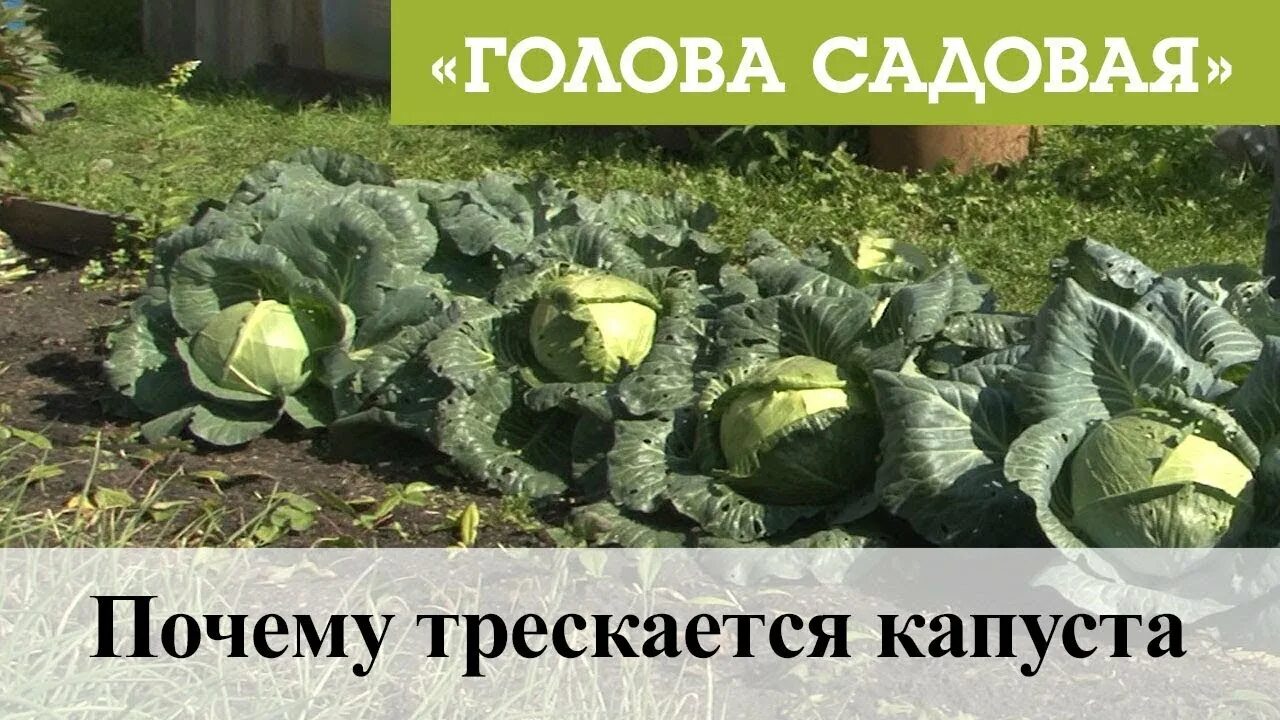 Почему трескается земля на грядках