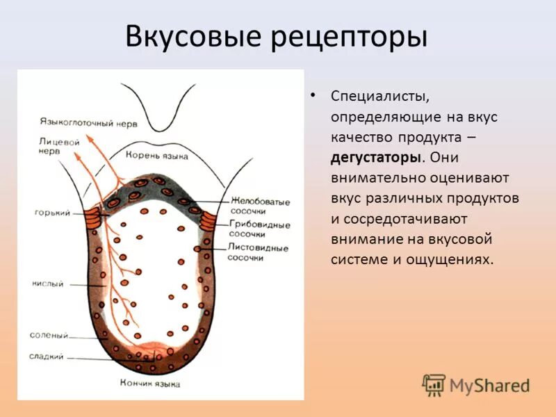 Лучше всего вкусовые рецепторы реагируют на. Рецепторы вкусовых ощущений. Благодаря каким рецепторам человек определяет вкус пищи. Какой орган помогает определить вкус пищи. Вкусовые ощущения.