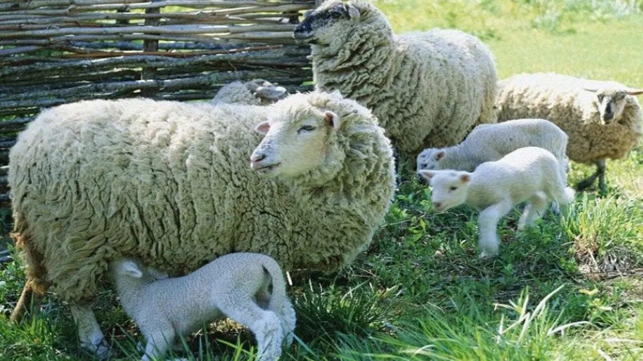 Овцеводство ферма. Живу с бараном. Сколько живут бараны. Сколько живут домашние бараны. Романовские овцы.