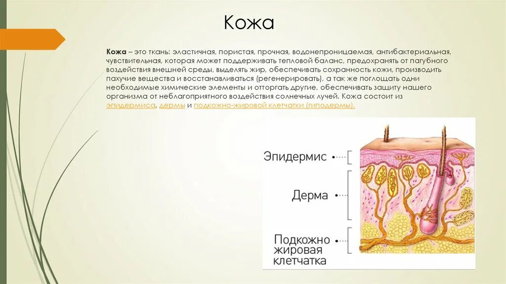 Какая структура дермы образована этой тканью. Кожа. Кожо. Ожа. Кожа биология.