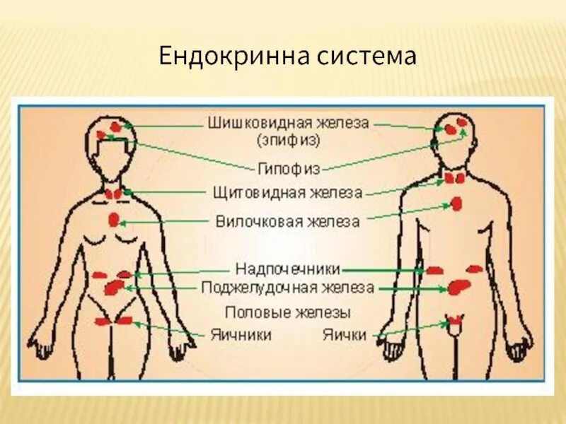 Мав где находится. Мав где находится